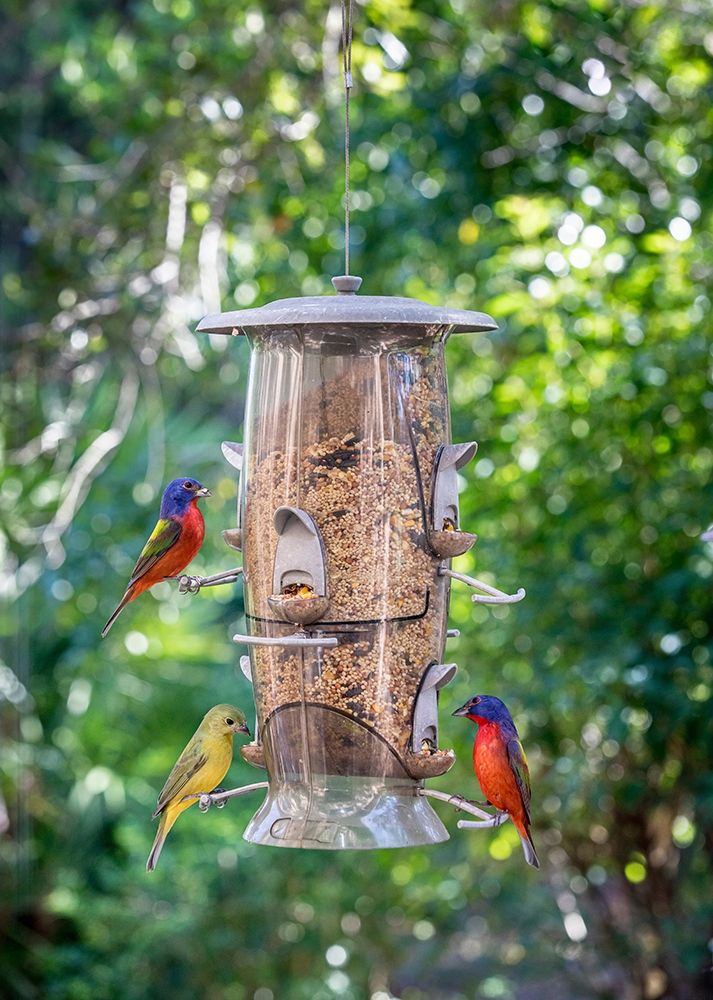 Beautiful painted buntings-male and female on backyard feeder seen from window art print by Larry Richardson for $57.95 CAD