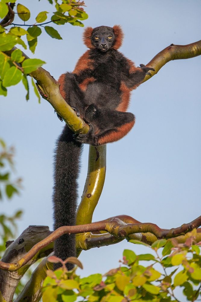 Red-ruffed lemurs relax in a tree art print by Larry Richardson for $57.95 CAD