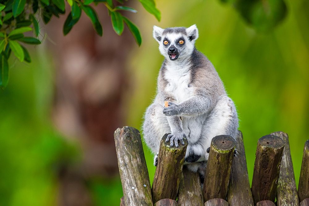 A ring-tailed lemur squats atop a hut-eating art print by Larry Richardson for $57.95 CAD