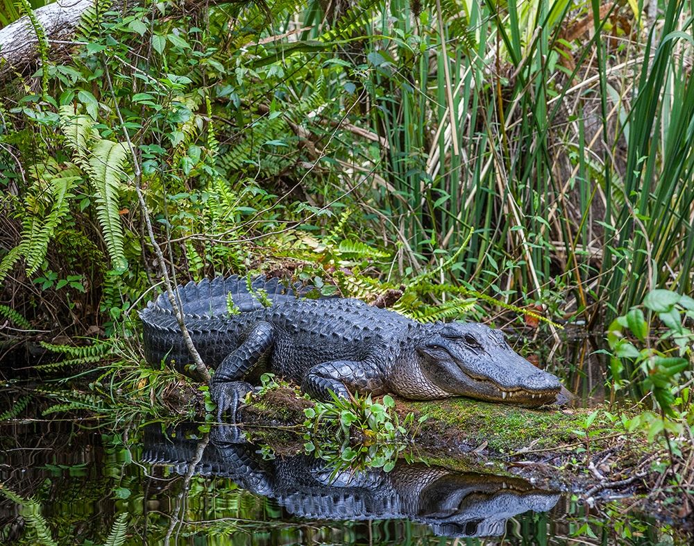 An alligator rests on a floating log in a swamp art print by Larry Richardson for $57.95 CAD