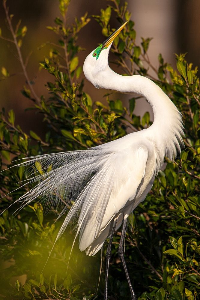 A great egret performs a breeding display at a rookery in southwest Florida art print by Larry Richardson for $57.95 CAD