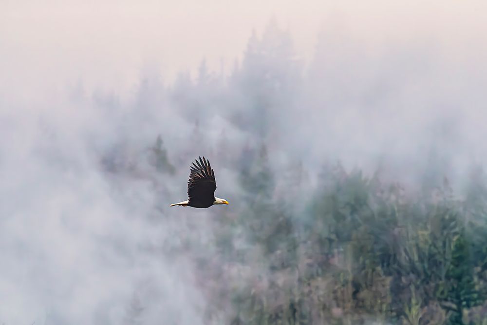Bald eagle in flight. Cascade mountains, Nooksack River, Pacific Northwest, Washington State, USA art print by Michael Schertz for $57.95 CAD