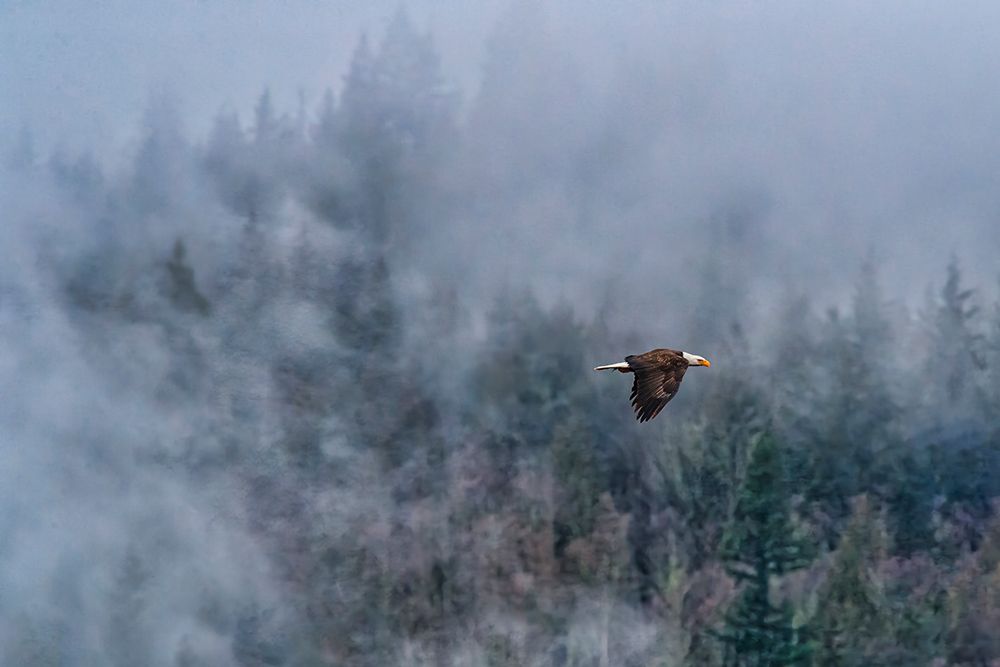 Bald eagle in flight in Cascade mountains, Washington State, USA art print by Michael Schertz for $57.95 CAD