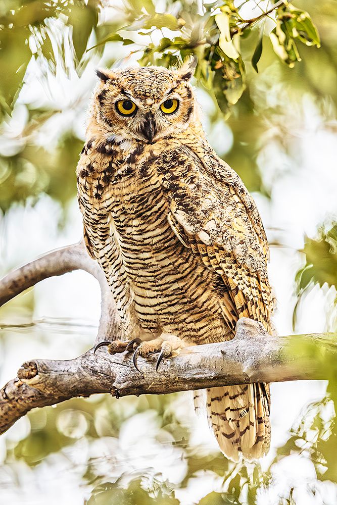 Great horned owl in a rural pasture in southwestern Montana art print by Michael Schertz for $57.95 CAD