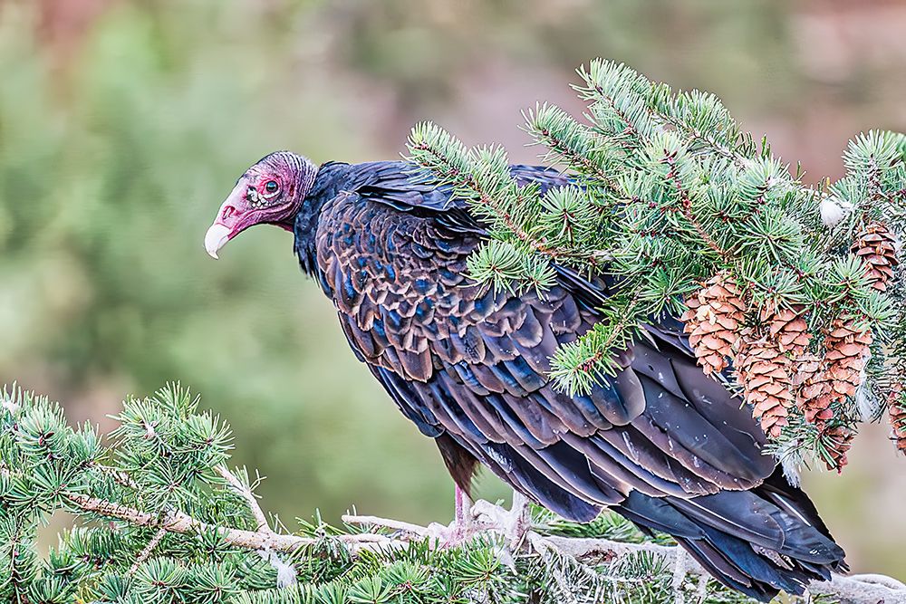 Adult turkey vulture in Mesa Verde National Park art print by Michael Schertz for $57.95 CAD