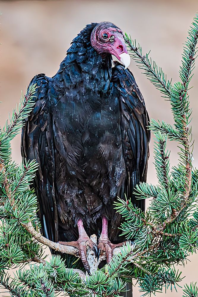 Adult turkey vulture in Mesa Verde National Park art print by Michael Schertz for $57.95 CAD