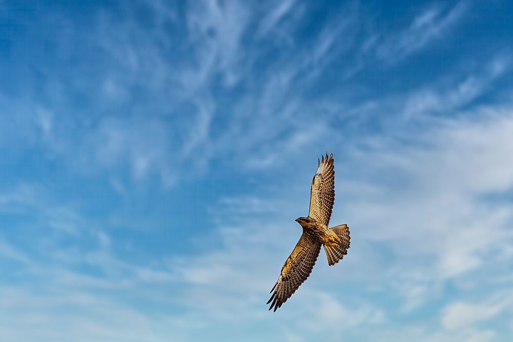 Juvenile Swainsons hawk in ghost town of Chesterfield, Idaho art print by Michael Schertz for $57.95 CAD