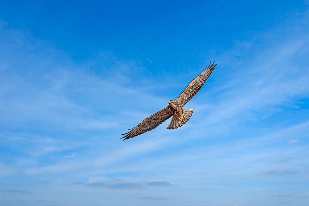 Juvenile Swainsons hawk in ghost town of Chesterfield, Idaho art print by Michael Schertz for $57.95 CAD