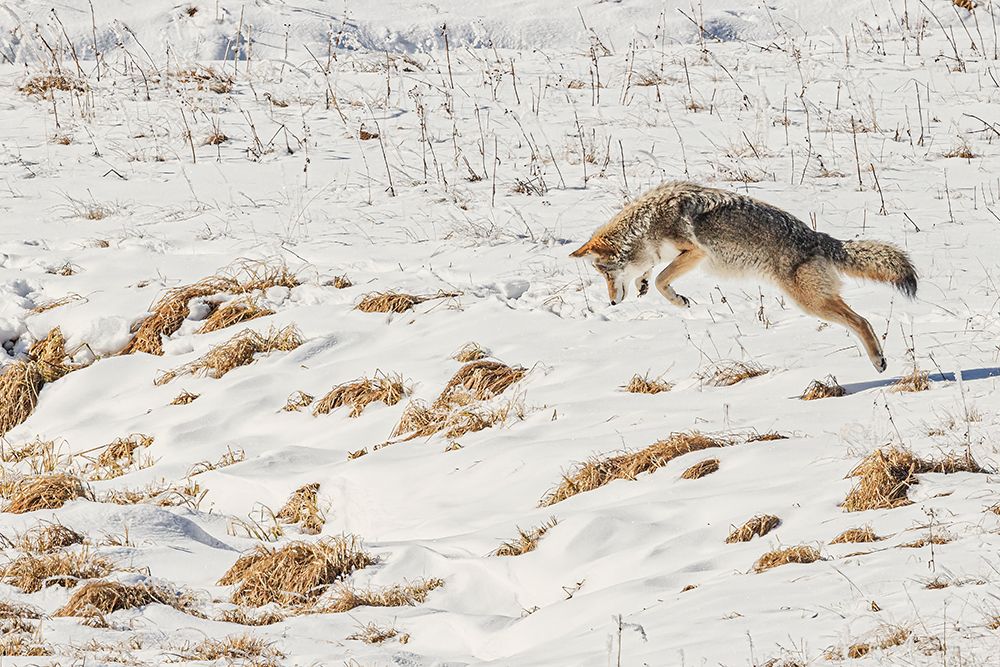 Coyote in Hayden Valley of Yellowstone National Park art print by Michael Schertz for $57.95 CAD