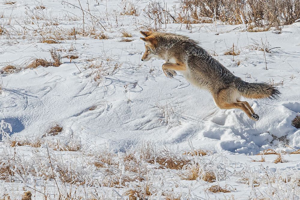 Coyote in Hayden Valley of Yellowstone National Park art print by Michael Schertz for $57.95 CAD
