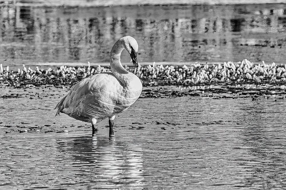 Trumpeter swan with a mallard duck on the Yellowstone River of Yellowstone National Park art print by Michael Schertz for $57.95 CAD