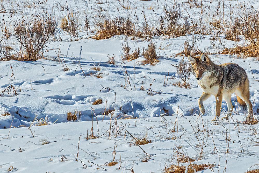 Coyote in Hayden Valley of Yellowstone National Park art print by Michael Schertz for $57.95 CAD