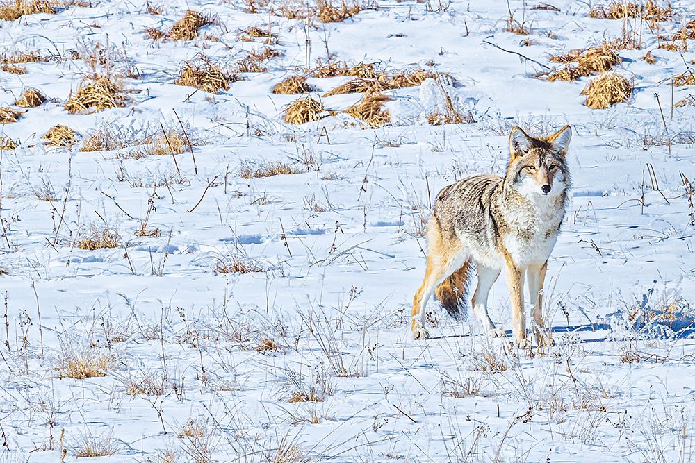 Coyote in Hayden Valley of Yellowstone National Park art print by Michael Schertz for $57.95 CAD