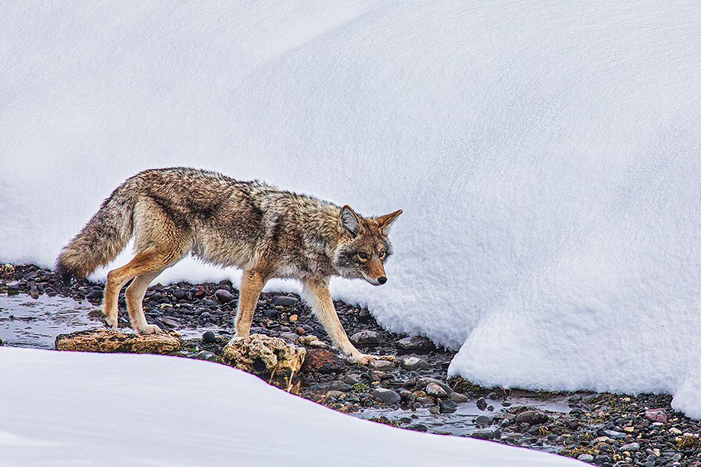 Coyote in Northern Range of Yellowstone National Park art print by Michael Schertz for $57.95 CAD