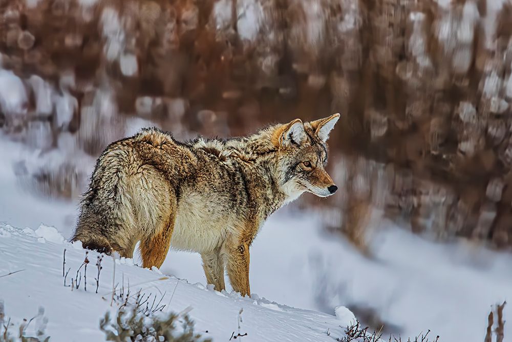 Coyote in Northern Range of Yellowstone National Park art print by Michael Schertz for $57.95 CAD