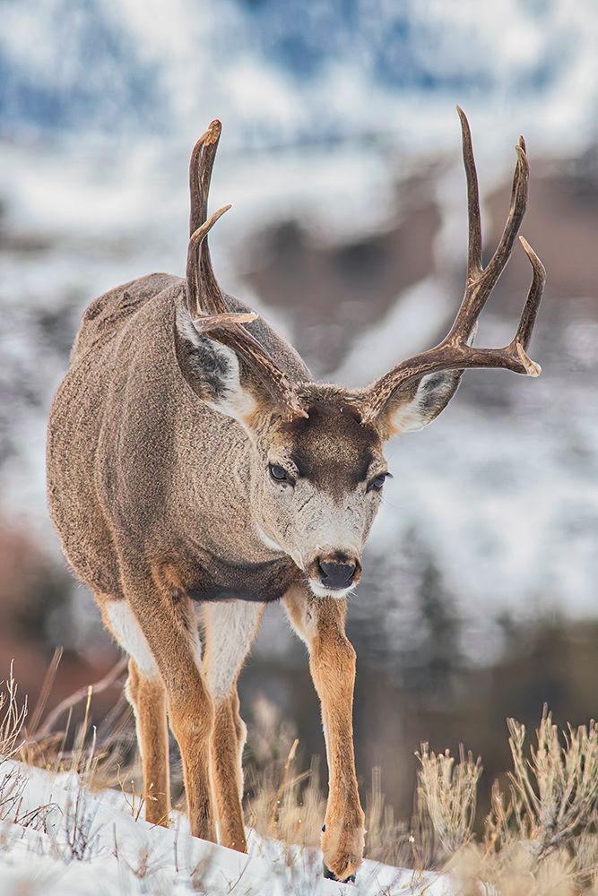 Mule deer in Mammoth Hot Springs area of Yellowstone National Park art print by Michael Schertz for $57.95 CAD
