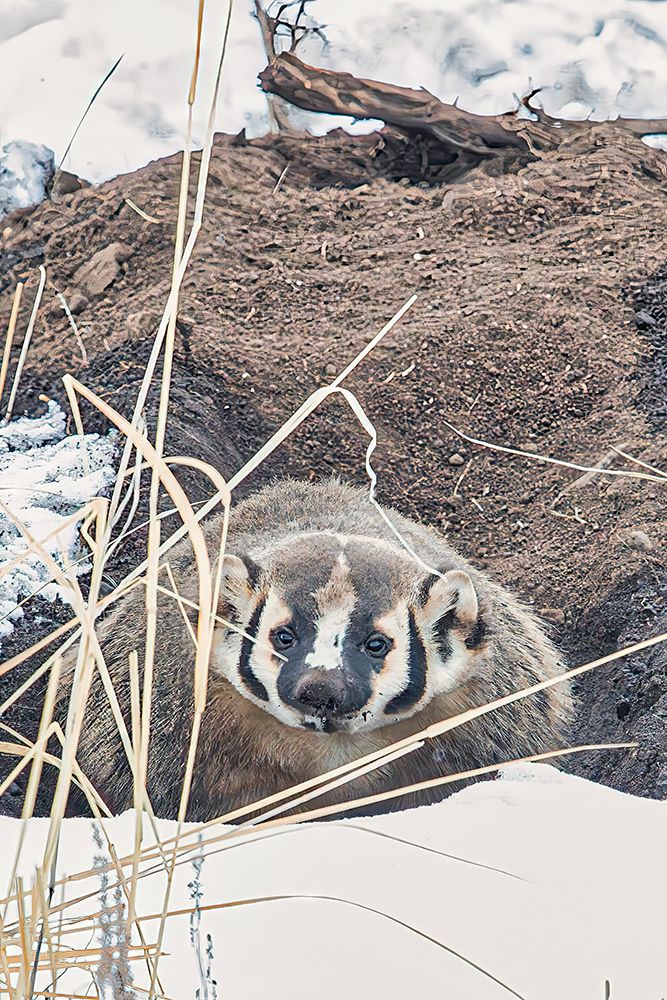 Badger in Lamar Valley in Yellowstone National Park art print by Michael Schertz for $57.95 CAD