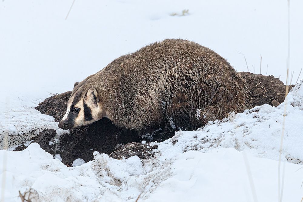 Badger in Lamar Valley in Yellowstone National Park art print by Michael Schertz for $57.95 CAD