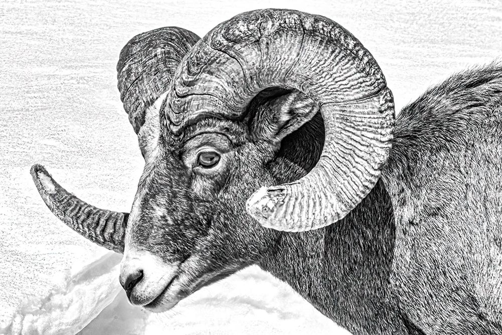 Northern Range of Yellowstone National Park art print by Michael Schertz for $57.95 CAD