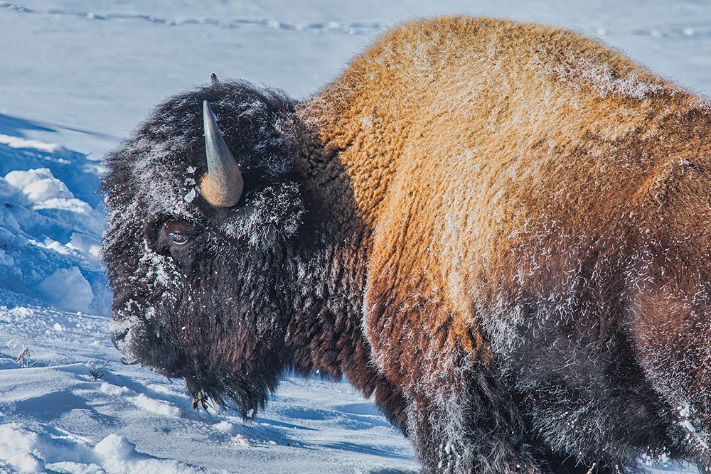 Yellowstone National Park art print by Michael Schertz for $57.95 CAD
