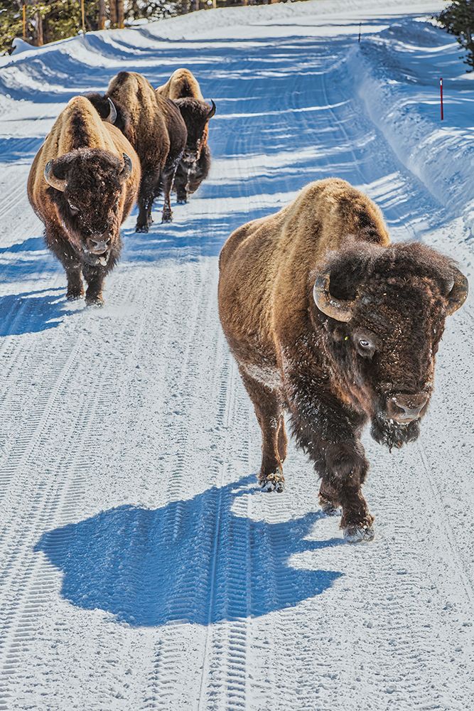 Yellowstone National Park art print by Michael Schertz for $57.95 CAD