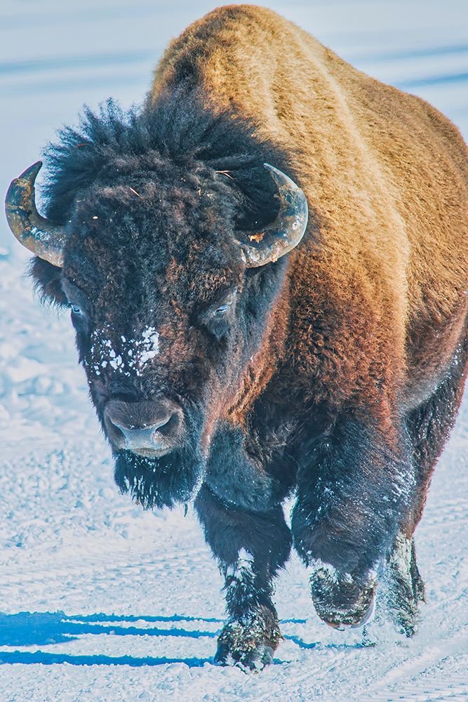 Yellowstone National Park art print by Michael Schertz for $57.95 CAD