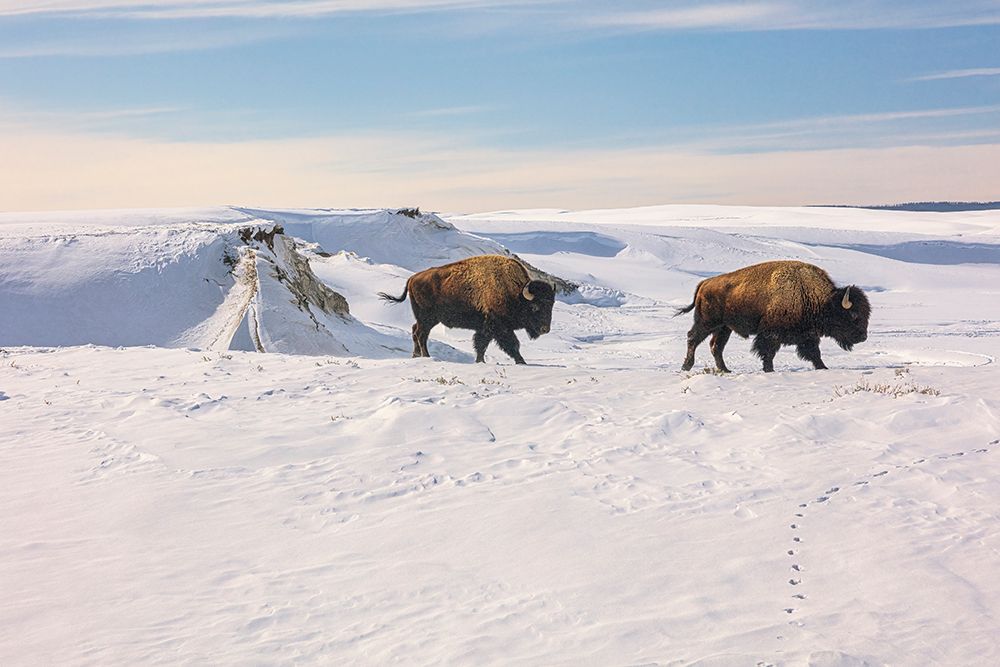 Yellowstone National Park art print by Michael Schertz for $57.95 CAD