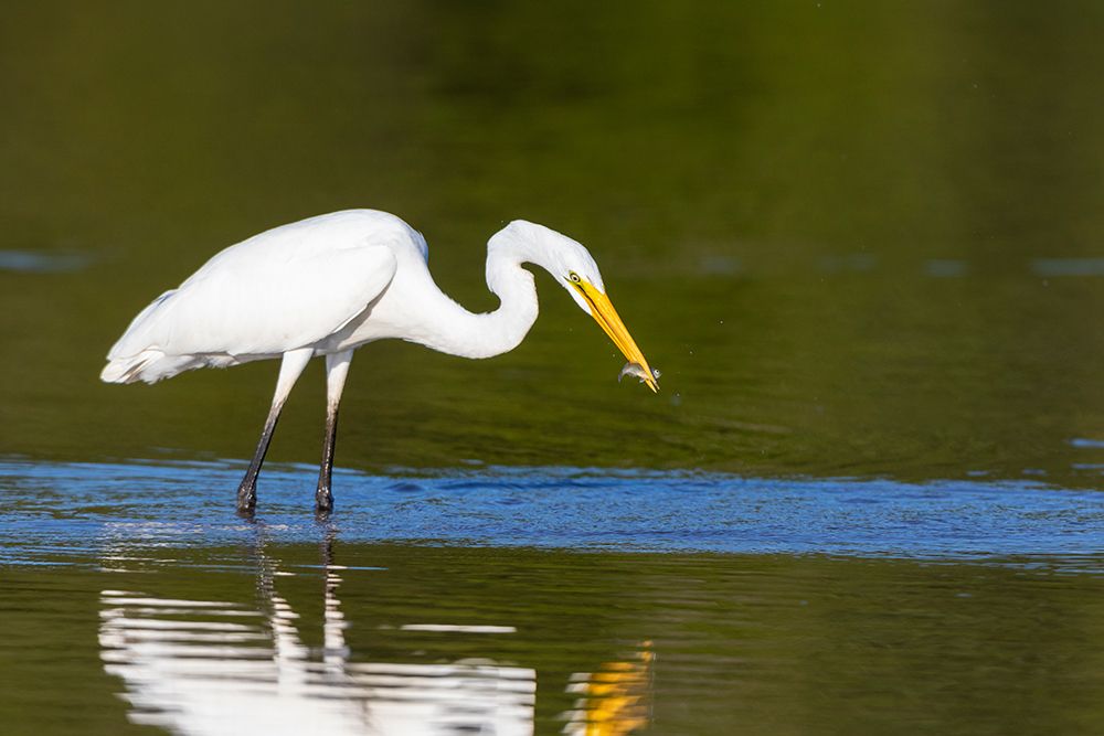 Great Egret-Ardea alba-fishing in wetland Marion County-Illinois art print by Richard and Susan Day for $57.95 CAD