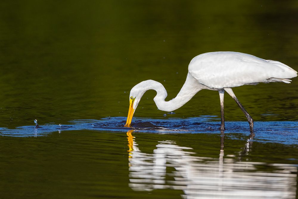 Great Egret-Ardea alba-fishing in wetland Marion County-Illinois art print by Richard and Susan Day for $57.95 CAD