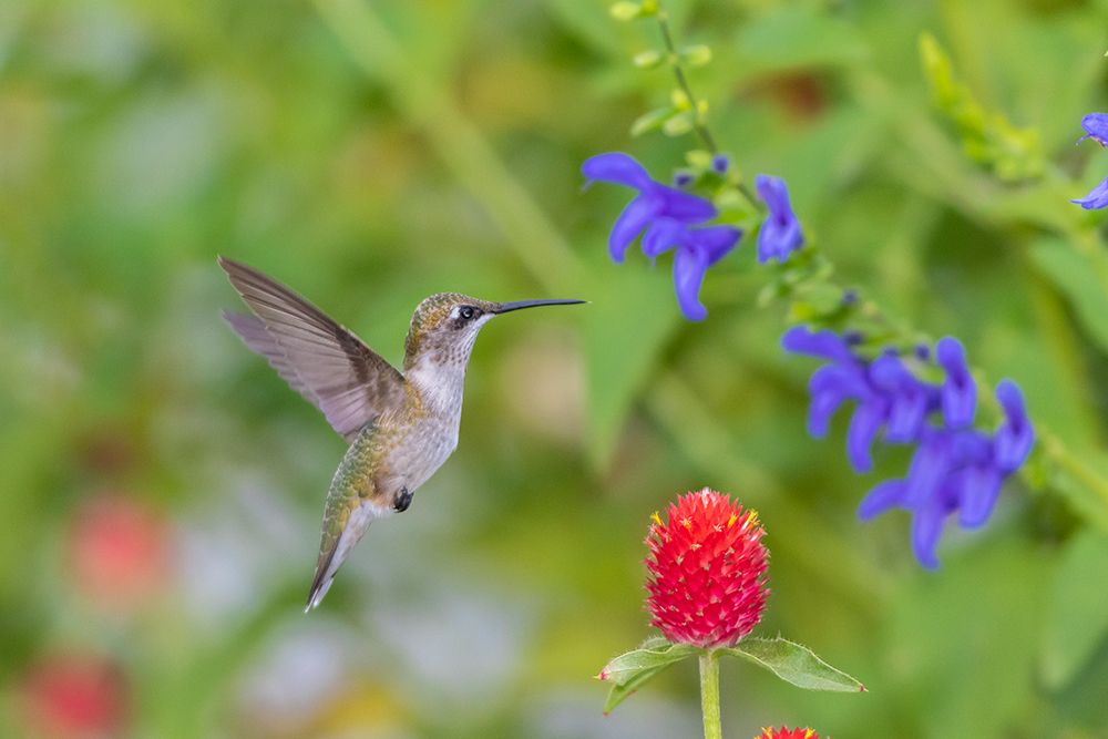 Ruby-throated Hummingbird-Archilochus colubris-at Blue Ensign Salvia-Salvia guaranitica-Marion Coun art print by Richard and Susan Day for $57.95 CAD