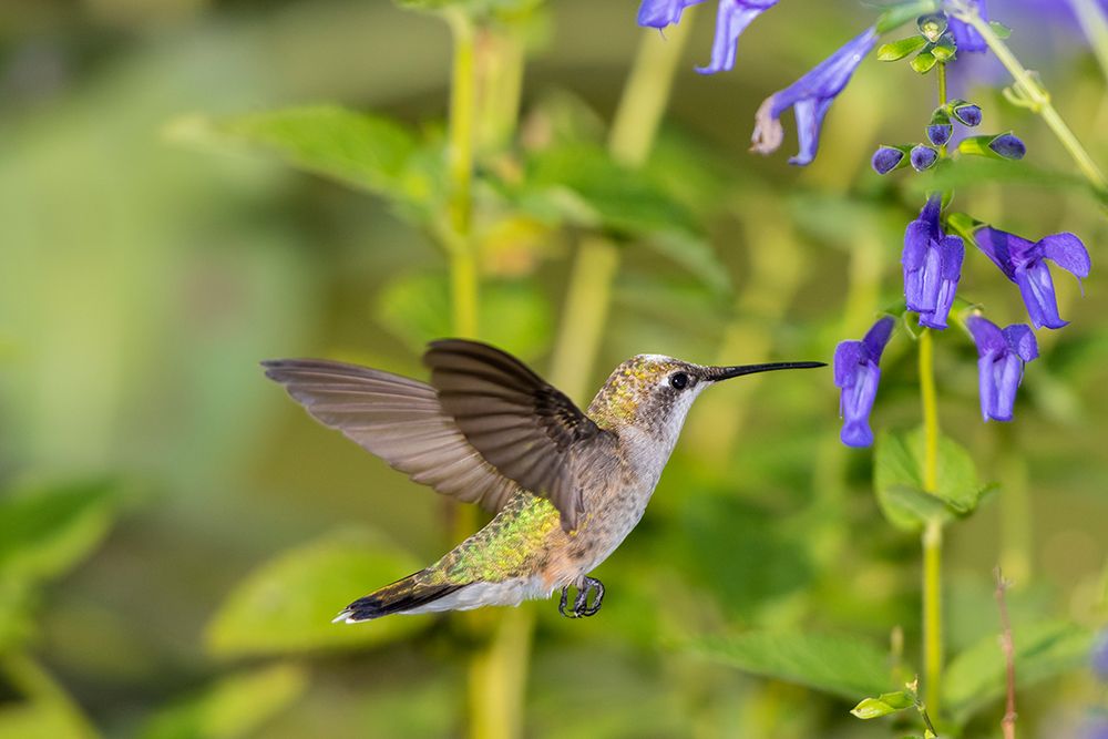 Ruby-throated Hummingbird-Archilochus colubris-at Blue Ensign Salvia-Salvia guaranitica-Marion Coun art print by Richard and Susan Day for $57.95 CAD