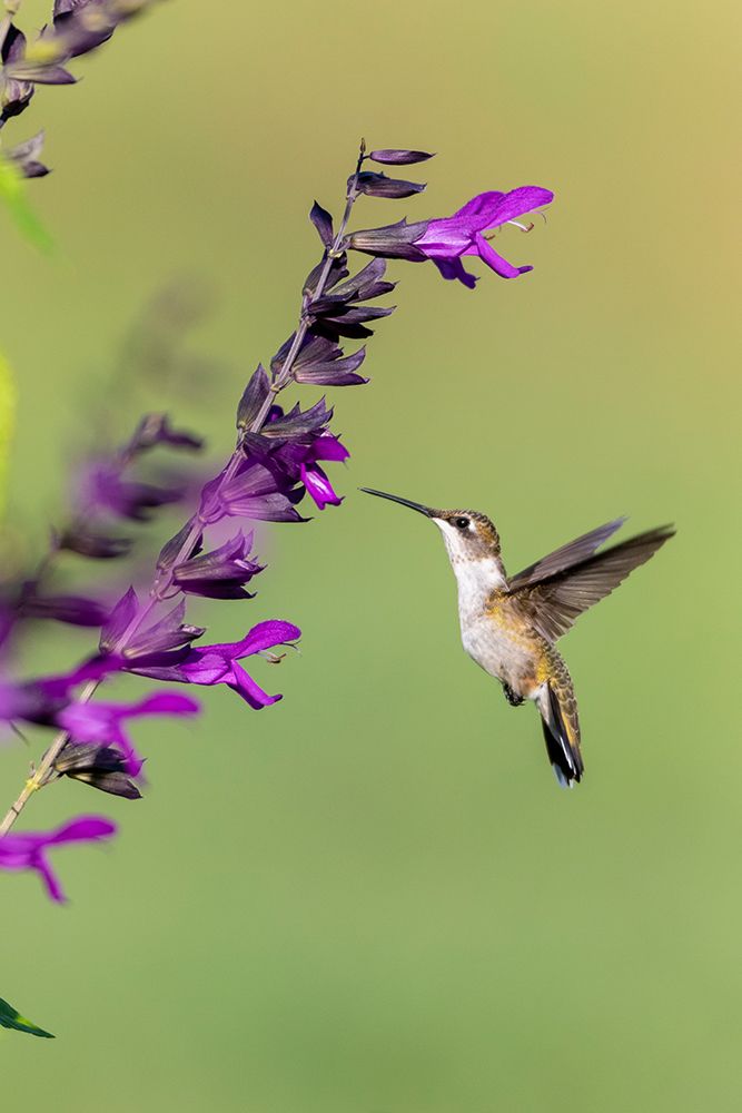 Ruby-throated Hummingbird-Archilochus colubris-at Salvia Purple and Bloom-Salvia guaranitica-Marion art print by Richard and Susan Day for $57.95 CAD