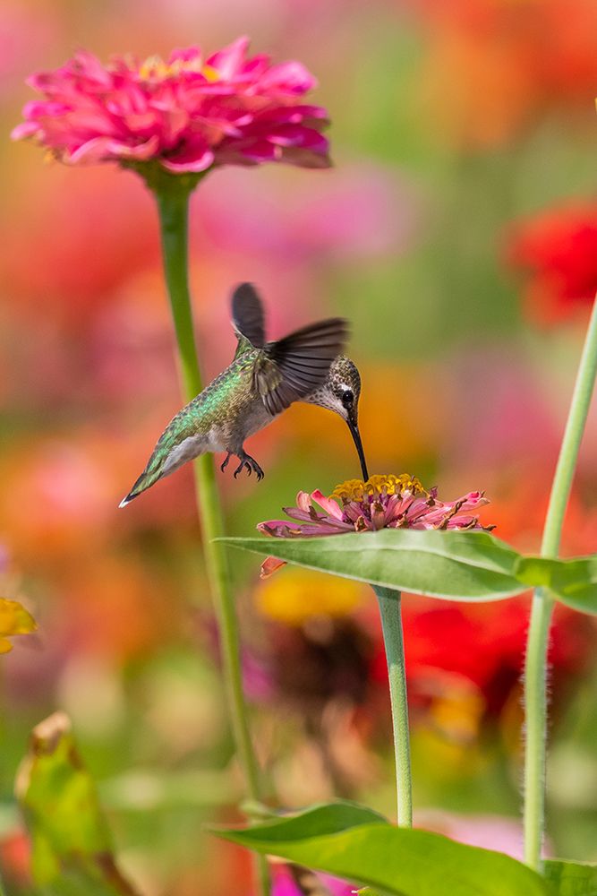 Ruby-throated Hummingbird-Archilochus colubris-at Zinnias Union County-Illinois art print by Richard and Susan Day for $57.95 CAD