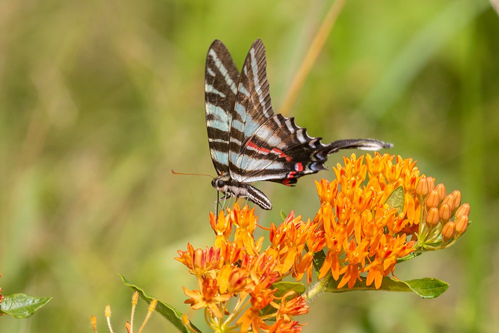 Zebra Swallowtail-Protographium marcellus-on Butterfly Milkweed-Asclepias tuberosa-Marion County-Il art print by Richard and Susan Day for $57.95 CAD
