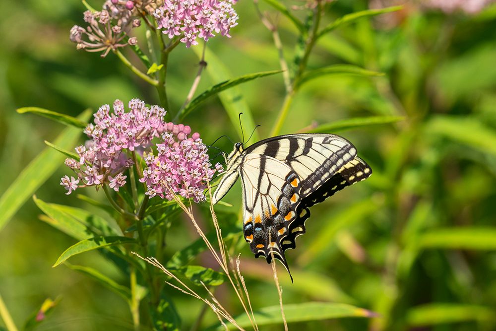 Eastern Tiger Swallowtail-Papilio glaucus-on Swamp Milkweed-Asclepias incarnata-Marion County-Illin art print by Richard and Susan Day for $57.95 CAD