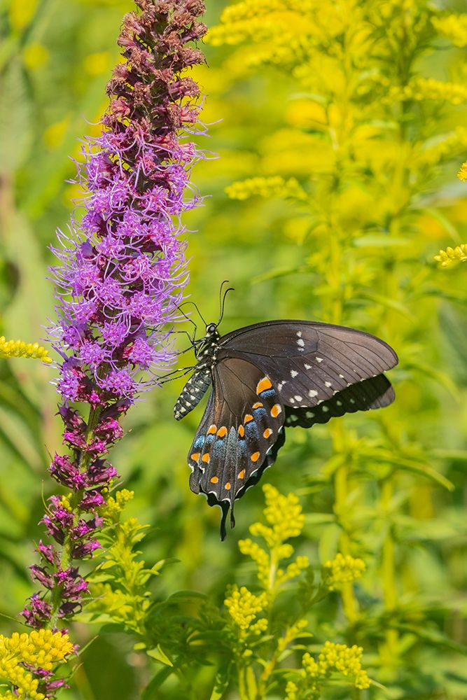 Spicebush Swallowtail-Papilio troilus-on Blazing Star-Liatris spicata-Marion County-Illinois art print by Richard and Susan Day for $57.95 CAD
