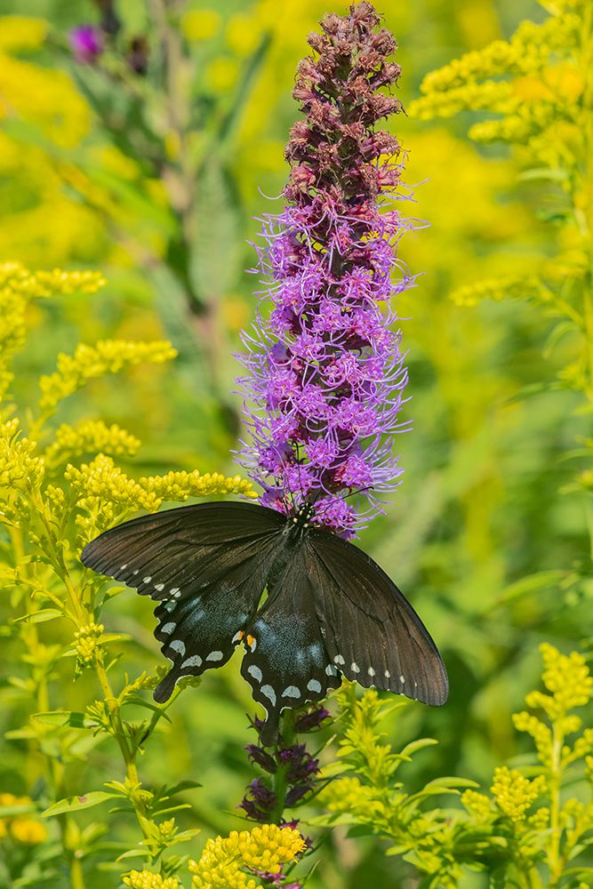 Spicebush Swallowtail-Papilio troilus-on Blazing Star-Liatris spicata-Marion County-Illinois art print by Richard and Susan Day for $57.95 CAD