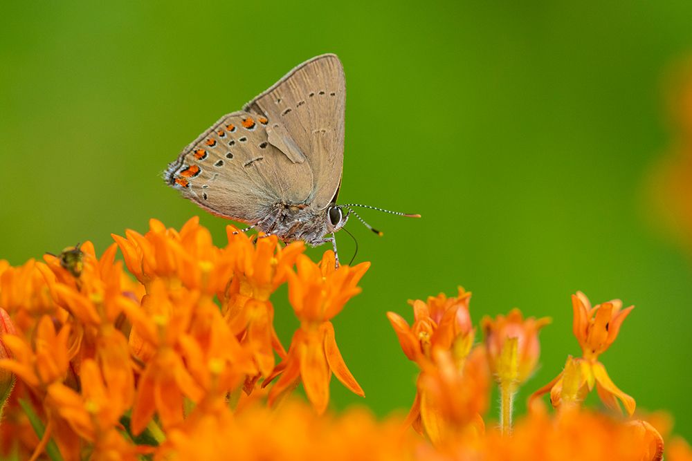 Coral Hairstreak-Satyrium titus-on Butterfly Milkweed-Asclepias tuberosa-Stephen A-Forbes State Par art print by Richard and Susan Day for $57.95 CAD