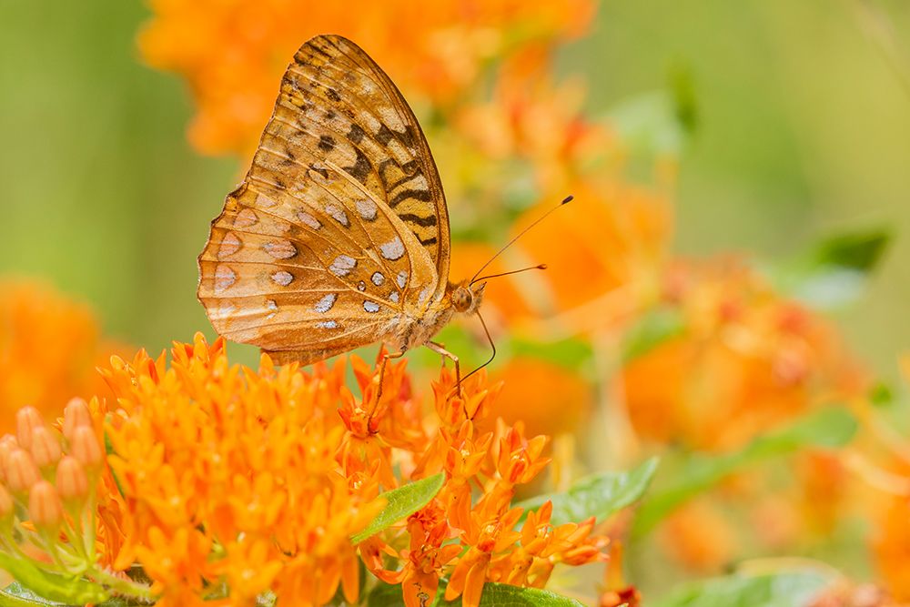 Great Spangled Fritillary-Speyeria cybele-on Butterfly Milkweed-Asclepias tuberosa-Marion County-Il art print by Richard and Susan Day for $57.95 CAD