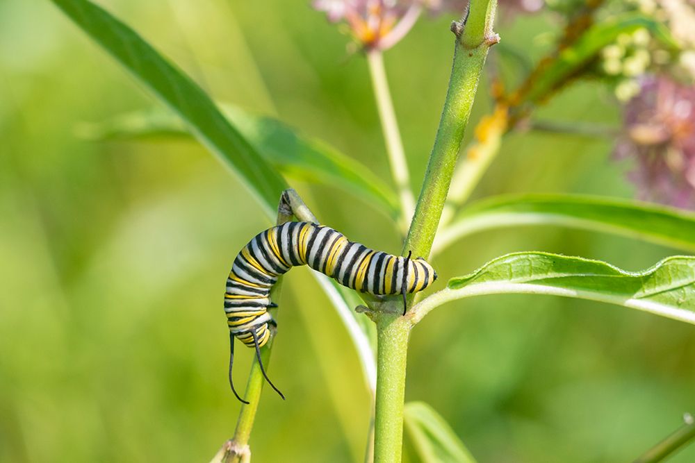 Monarch-Danaus plexippus-caterpillar on Swamp Milkweed-Asclepias incarnata-Marion County-Illinois art print by Richard and Susan Day for $57.95 CAD