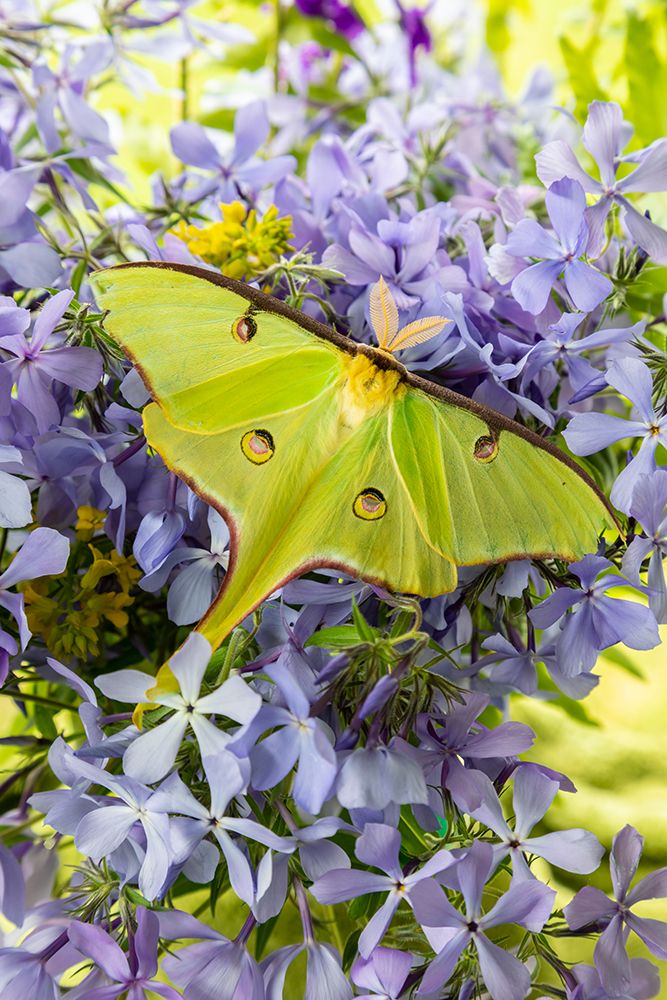 Luna Moth-Actias luna-on phlox Marion County-Illinois art print by Richard and Susan Day for $57.95 CAD