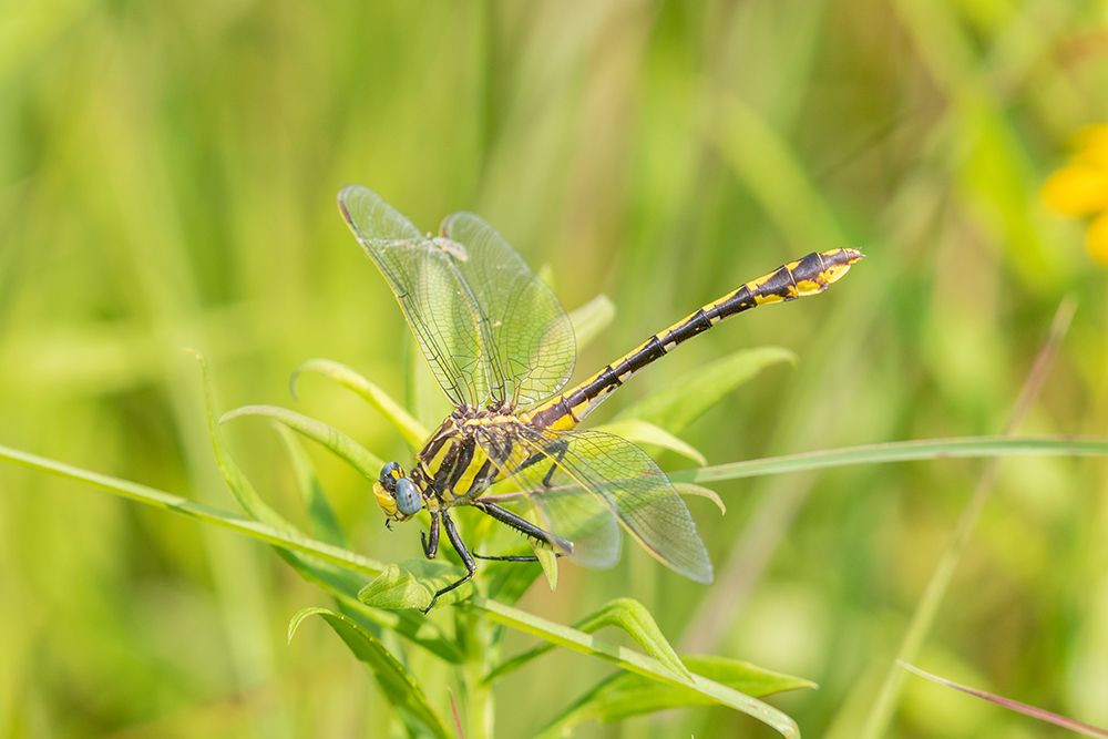 Plains Clubtail-Gomphus externus-Lawrence County-Illinois art print by Richard and Susan Day for $57.95 CAD