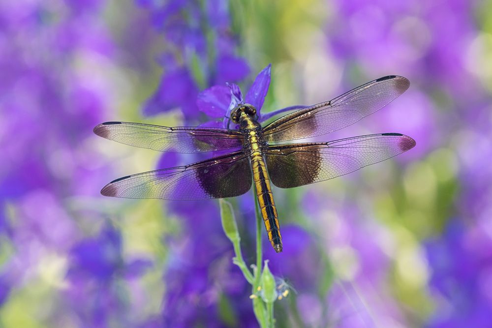 Widow Skimmer-Libellula luctosa-female on Larkspur-Delphinium sp-Marion County-Illinois art print by Richard and Susan Day for $57.95 CAD