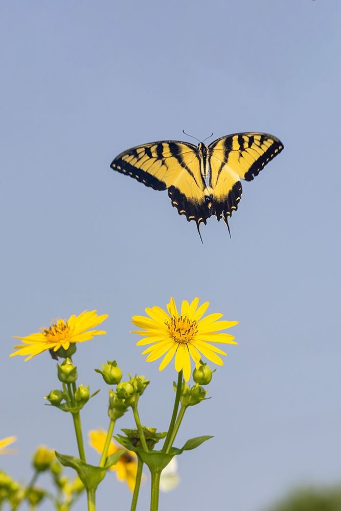 Eastern Tiger swallowtail flying from Cup plant art print by Richard and Susan Day for $57.95 CAD
