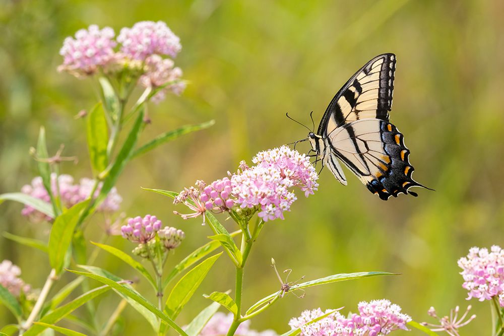 Eastern Tiger swallowtail on swamp milkweed art print by Richard and Susan Day for $57.95 CAD