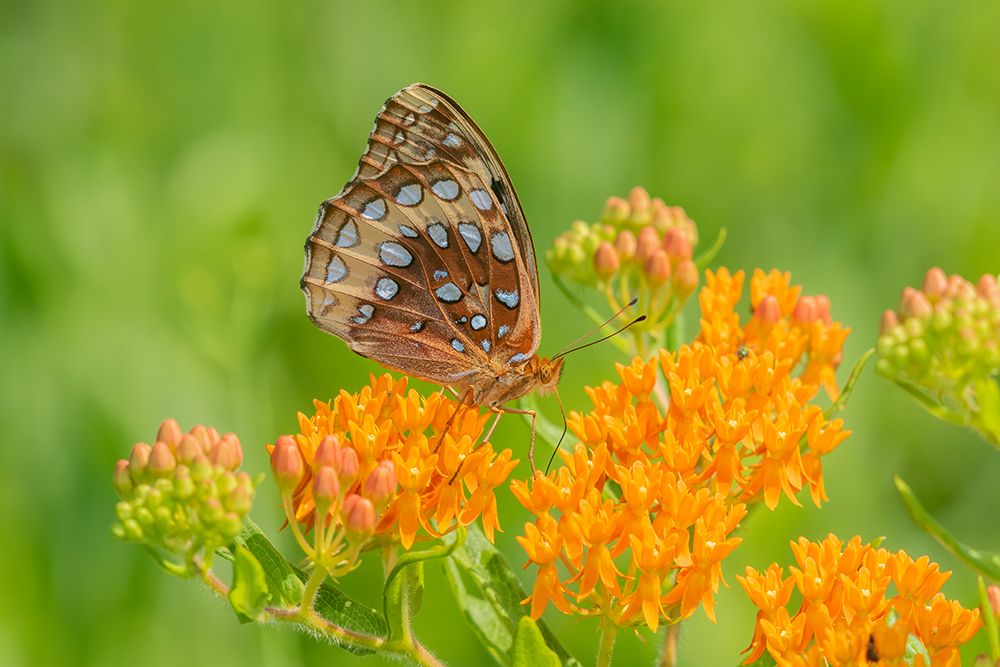Great Spangled Fritillary on butterfly milkweed art print by Richard and Susan Day for $57.95 CAD
