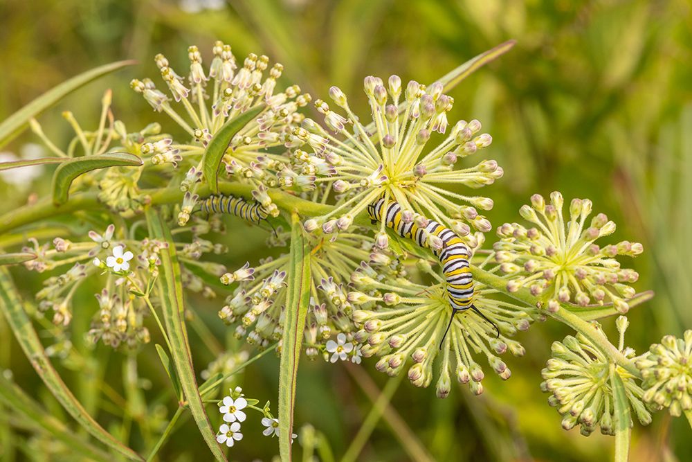 Monarch caterpillar on Green Milkweed art print by Richard and Susan Day for $57.95 CAD