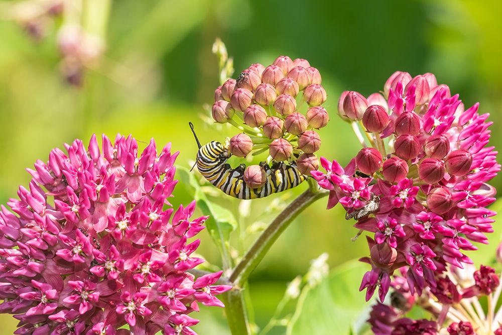 Monarch caterpillar on purple milkweed art print by Richard and Susan Day for $57.95 CAD