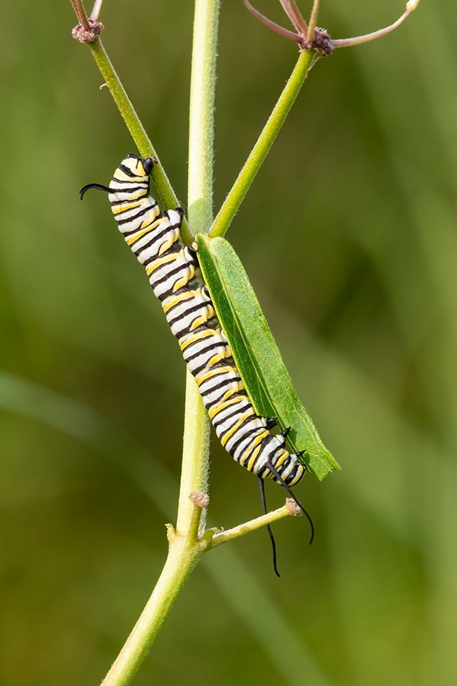 Monarch caterpillar on swamp milkweed art print by Richard and Susan Day for $57.95 CAD