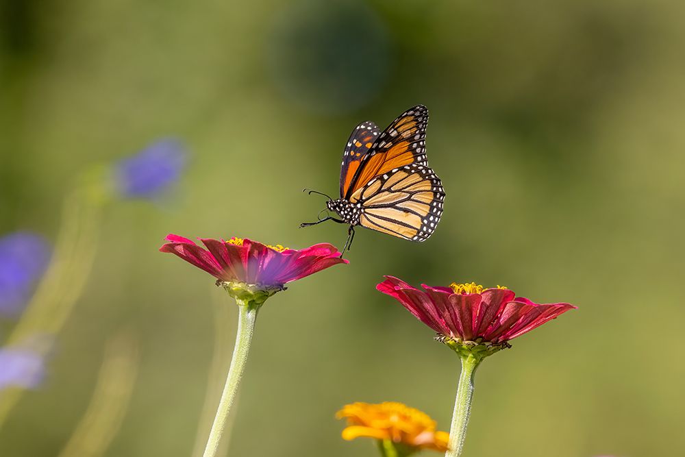 Monarch flying art print by Richard and Susan Day for $57.95 CAD